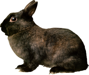 Black rabbit PNG image-3789